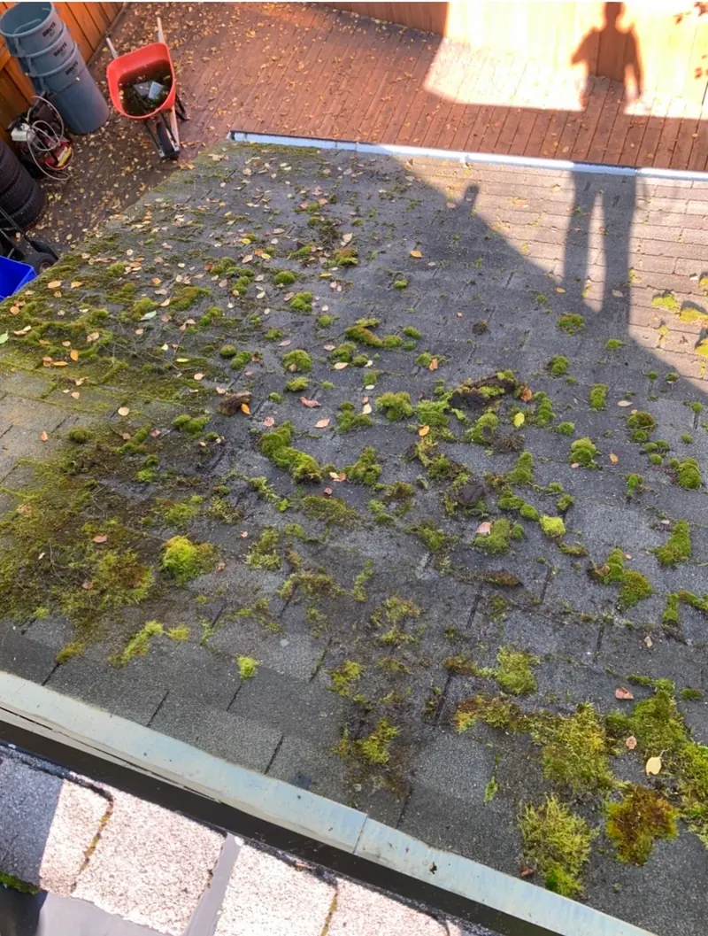 Victoria area roof with moss growth before Shine service